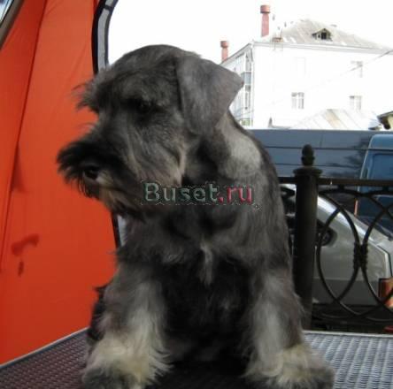 Щенки цвергшнауцера окраса перец с солью Москва