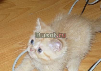 Продаются персидские и экзотические котята недорог Новосибирск