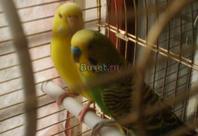 Продам пару волнистиков с клеткой-1000руб Москва