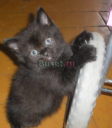 Продаем плюшевых котят Москва
