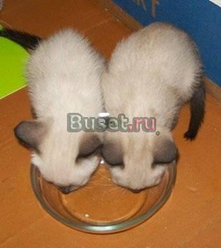 Тайские котята с документами Челябинск