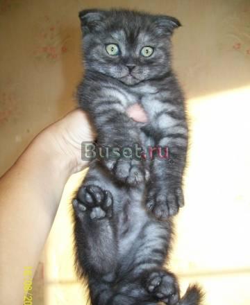 Шотландские вислоухие котята Челябинск