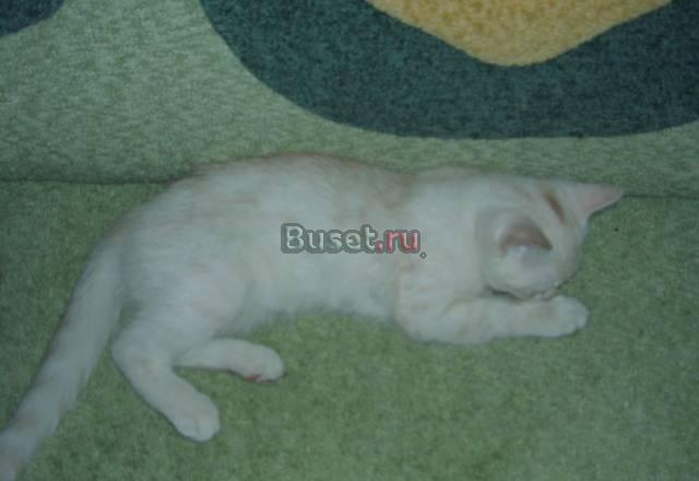 Продам кота Скоттиш-страйт, окрас кремовый Москва