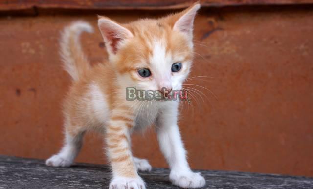 Котенок в хорошие руки Казань