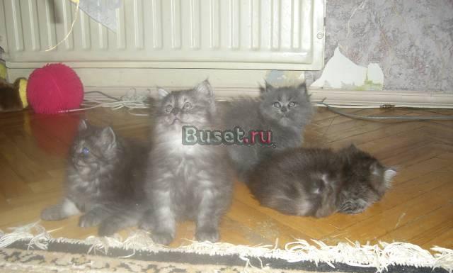 Персидские котята Санкт-Петербург