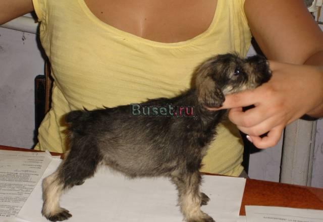 Щенок цвергшнауцера Краснодар