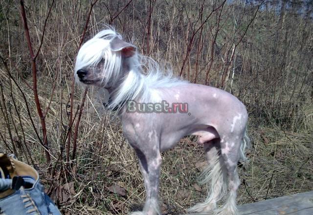 Китайская хохлатая опытный кобель для вязки Москва