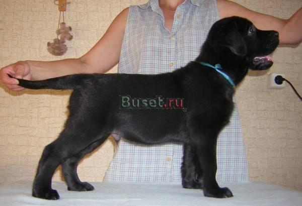 Продаются щенки Лабрадора Ханты-Мансийск