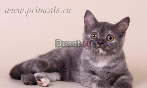 Очаровательная шотландская кошечка Москва