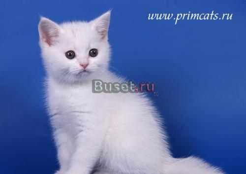 Просто белый шотландский котик Москва