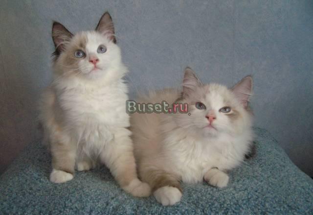Невские маскарадные котята Санкт-Петербург