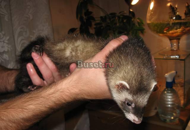 Продам хорька Новосибирск