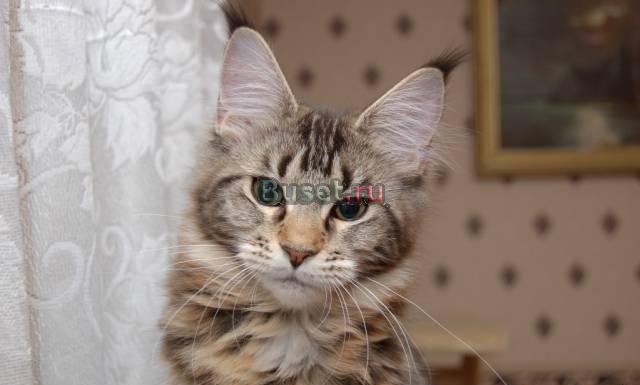 Котенок мейн-кун Павловский Посад