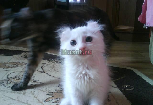 Продаются котята кёрла Новороссийск