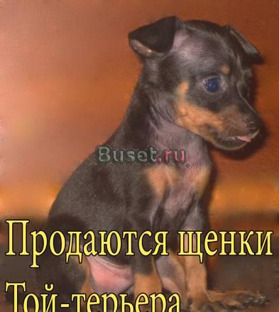 Той-терьер Мини Москва