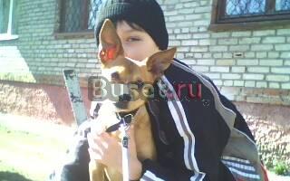 Отдам собаку в добрые руки Шатура