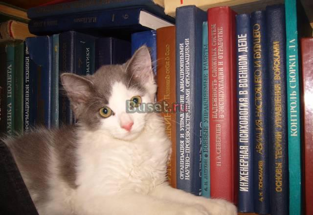 Котят даром в добрые руки Москва