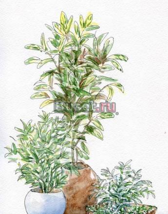 Медицинский и лечебный фитодизайн Москва