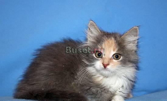 Голубокремовая кошечка, 1,5 мес , в дар Москва