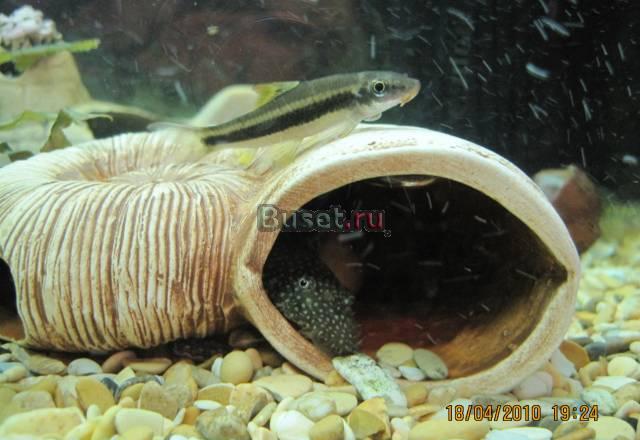 Обслуживание/чистка вашего аквариума Москва