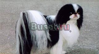 Японский хин(королевская собака) Тула