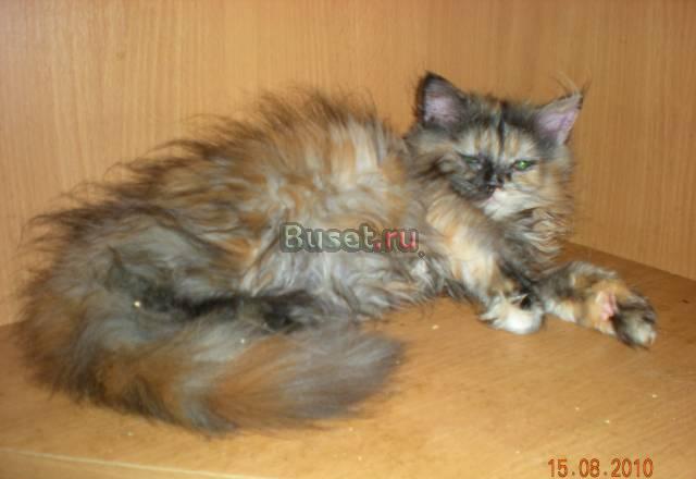 Персидский котенок Санкт-Петербург