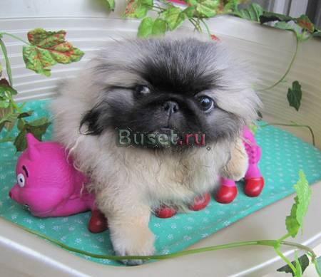 Пекинес. Щенки из сан-рей Москва
