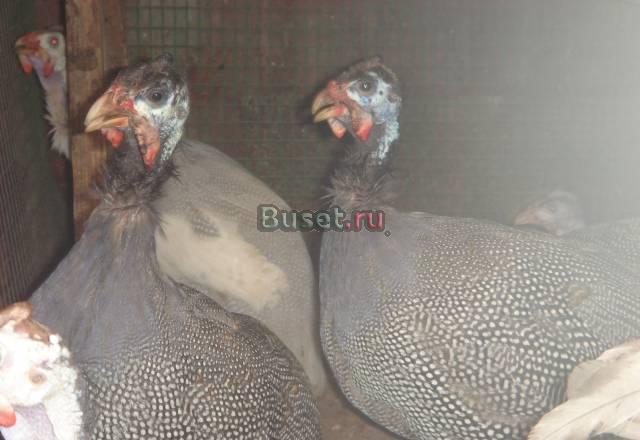Цесарки,перепела,куры несушки,курчавые,кохинхины Бронницы