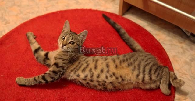 2 кило пушистого счастья в добрые руки Санкт-Петербург