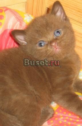 Британские шоколадные котята сладкие медвежата жду Москва