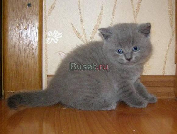 Голубые шотландские котята Москва