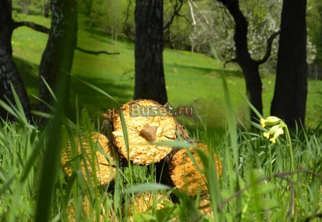 19,6 соток с ветхим домом под пмж Москва