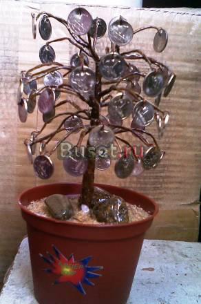 Денежное дерево Сочи