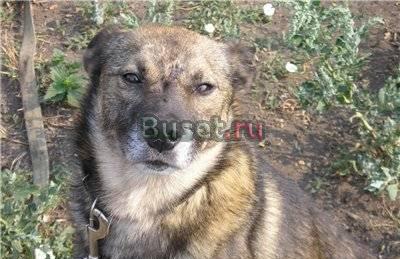 Отдам только в хорошие руки пса Челябинск