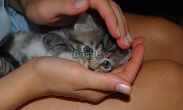 Отдам прекрасных котят в добрые руки Екатеринбург