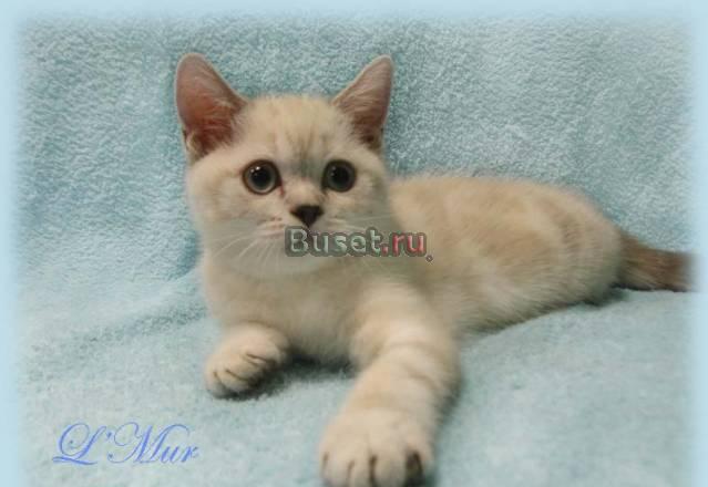 Котик с голубыми глазками мраморный колор-пойнт Москва