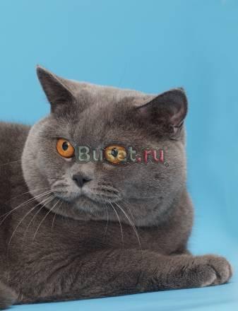 Приглашаем кошечек на вязку Чемпион Мира Челябинск