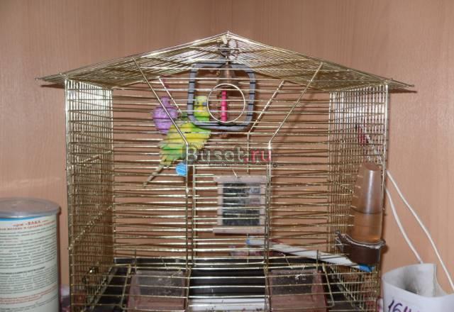 Продам попугая с клеткой Орехово-Зуево