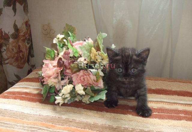 Котенок ищет хозяина) Москва