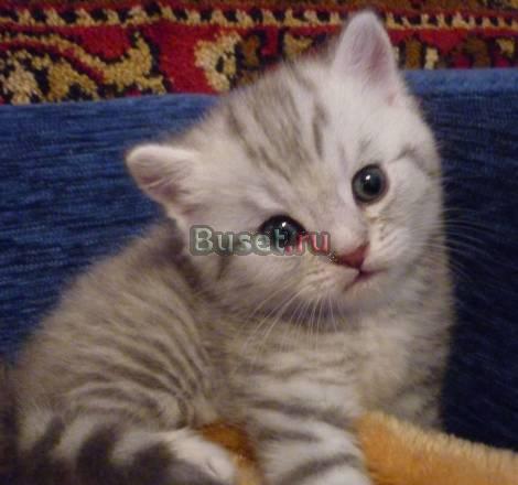 Шотландские вискасные котята мальчики Москва