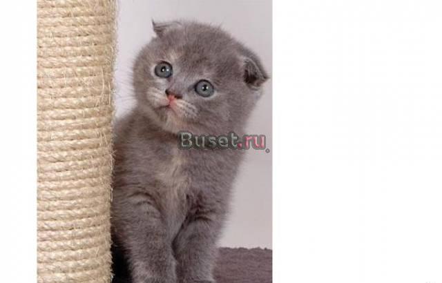 Шотландский котенок Москва