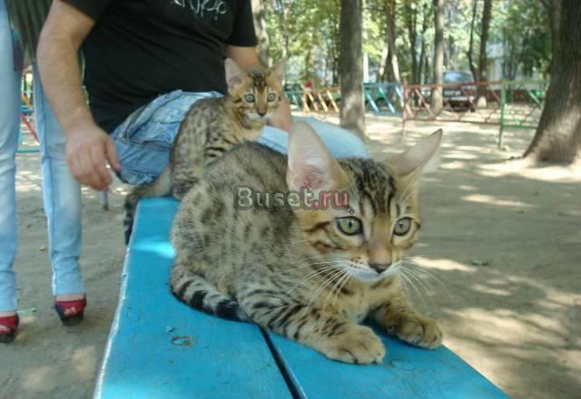 Бенгальские котята Москва