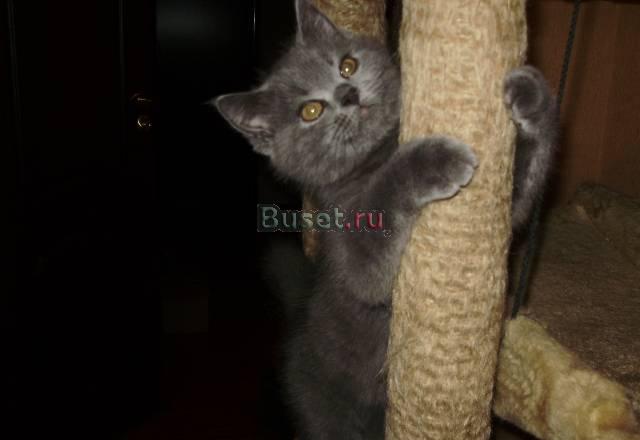 Скоттиш-страйт  мальчики  и  девочки  голубого  ок Санкт-Петербург