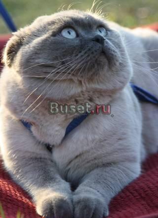Шотландский вислоухий кот -поинт.вязка Москва