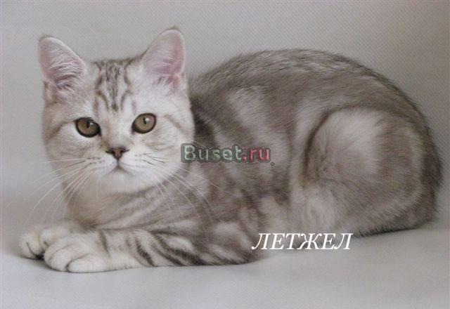 Британские короткошерстные котята Ярославль
