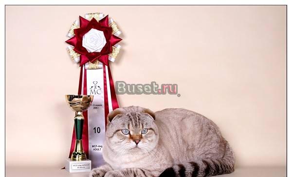 Скоттиш-фолд приглашает на вязку Москва