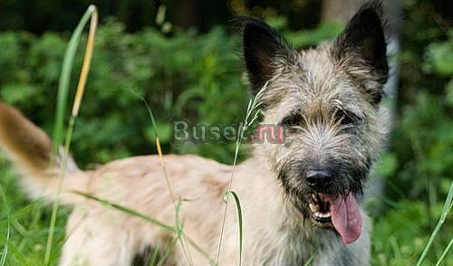 В дар Джек-самурай  терьерская душа нараспашку Москва