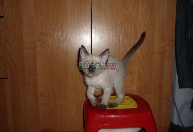 Тайские котята (девочка) 1500 Москва