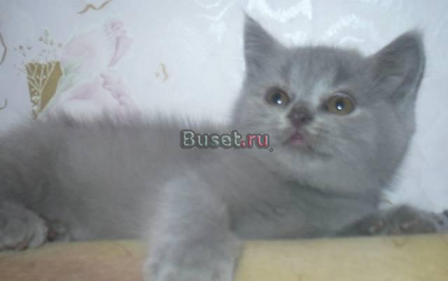 Котенок шотландский страйт,окрас голубой.мал. док Москва