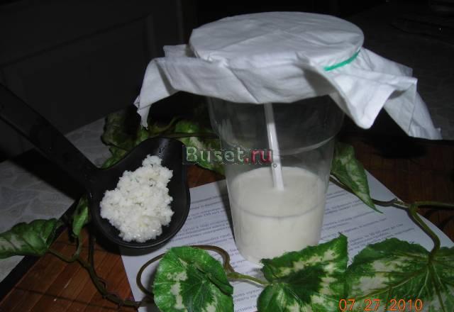 Кефирный гриб Москва